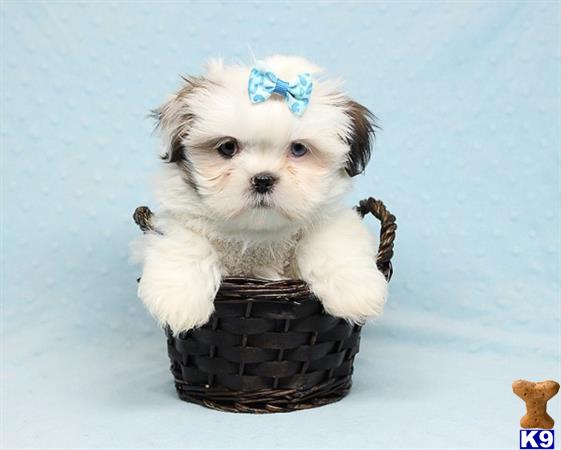 lvpuppyheaven Picture 3